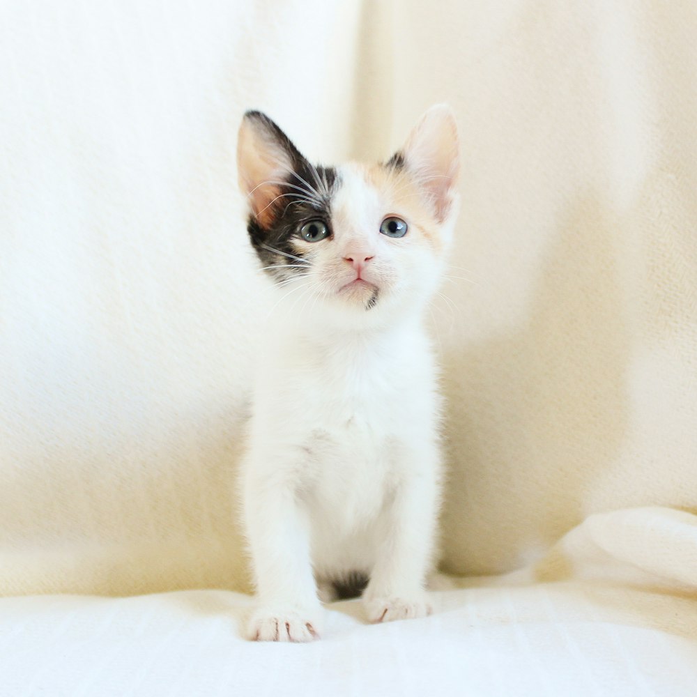 white and black cat on white textile