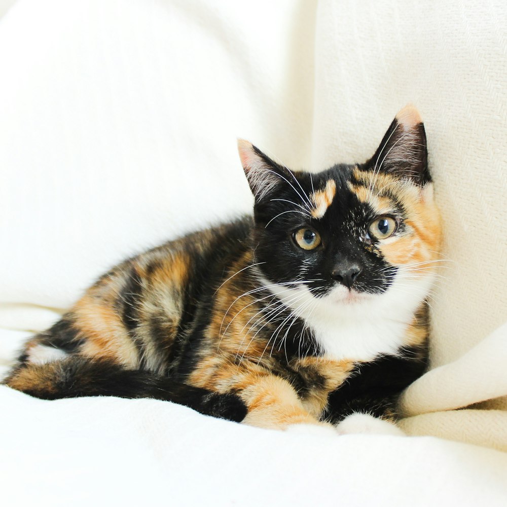 calico cat lying on white textile