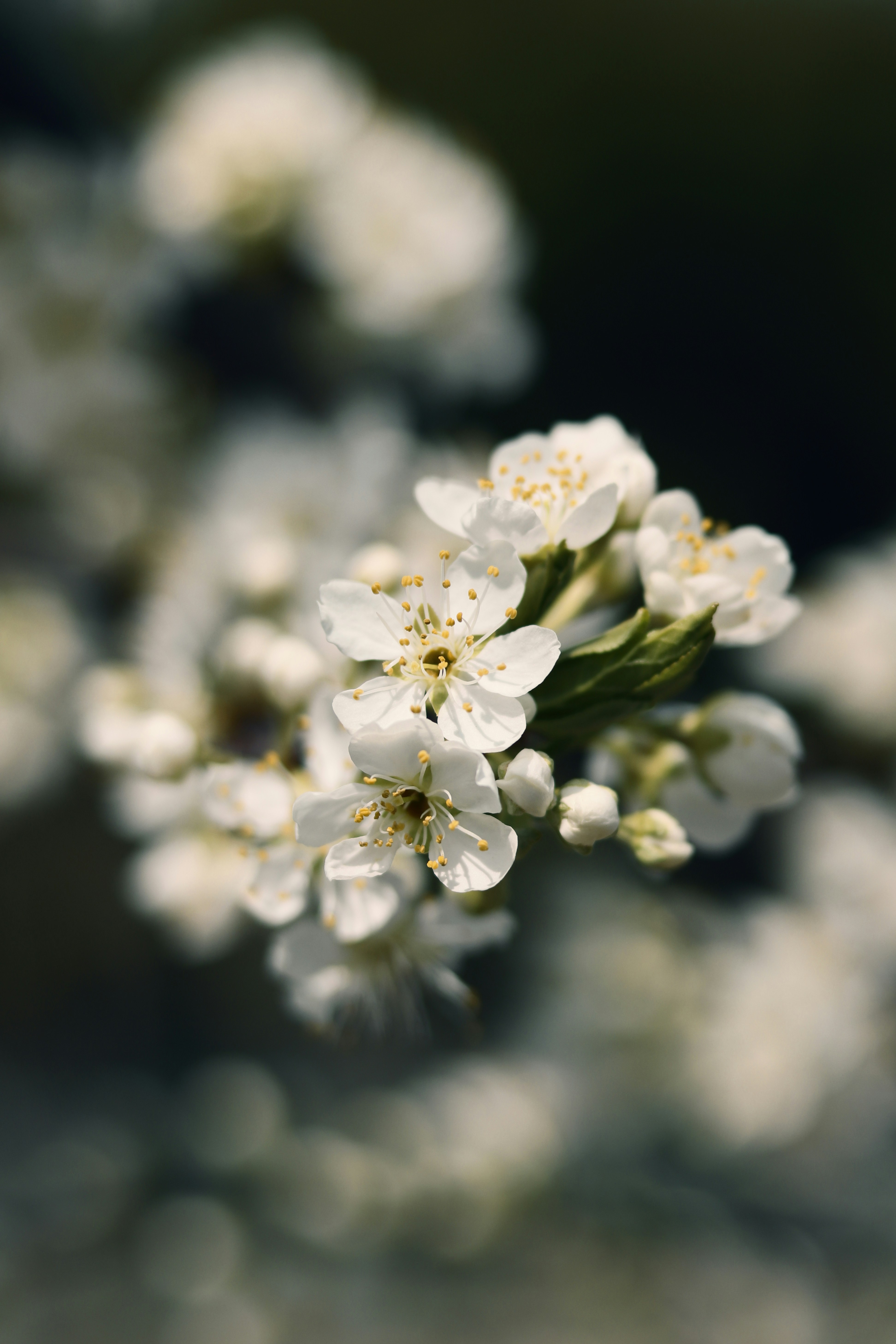 Photo by babybluecat