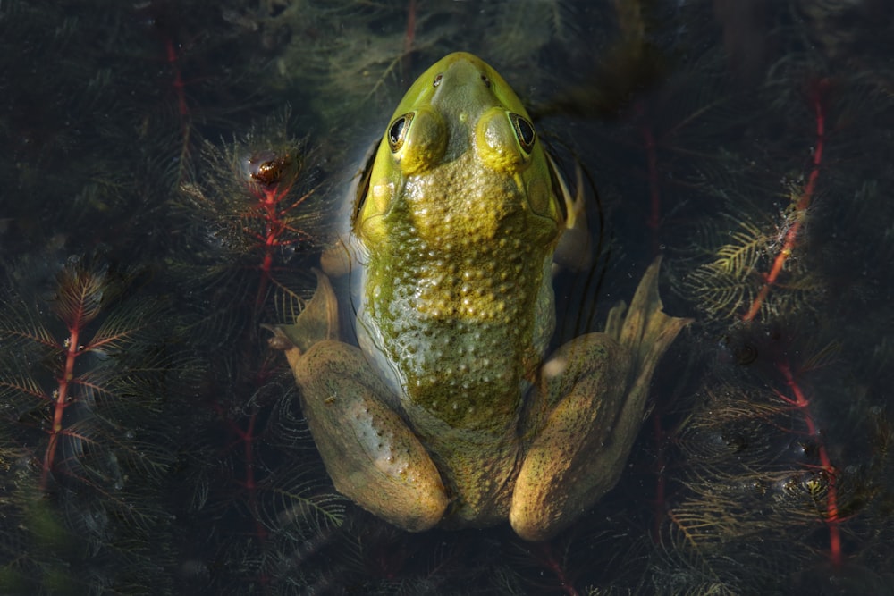 sapo verde na água com luzes vermelhas e pretas