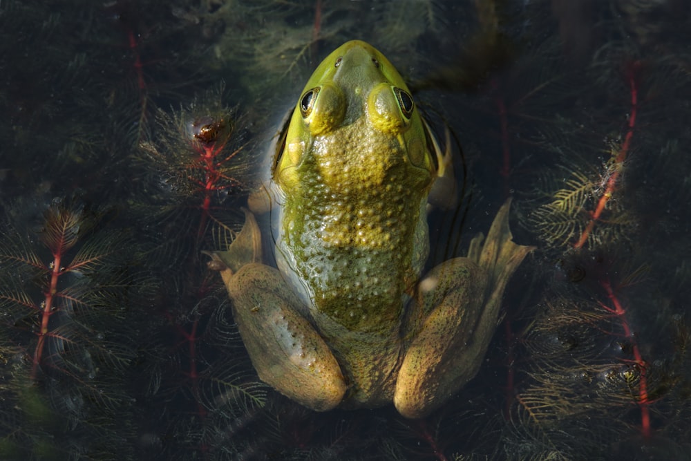 green frog in water with red and black lights