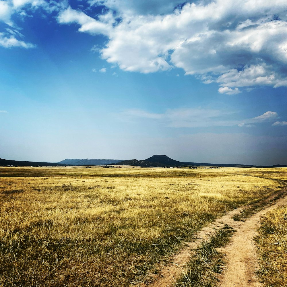 brown grass field under blue sky during daytime