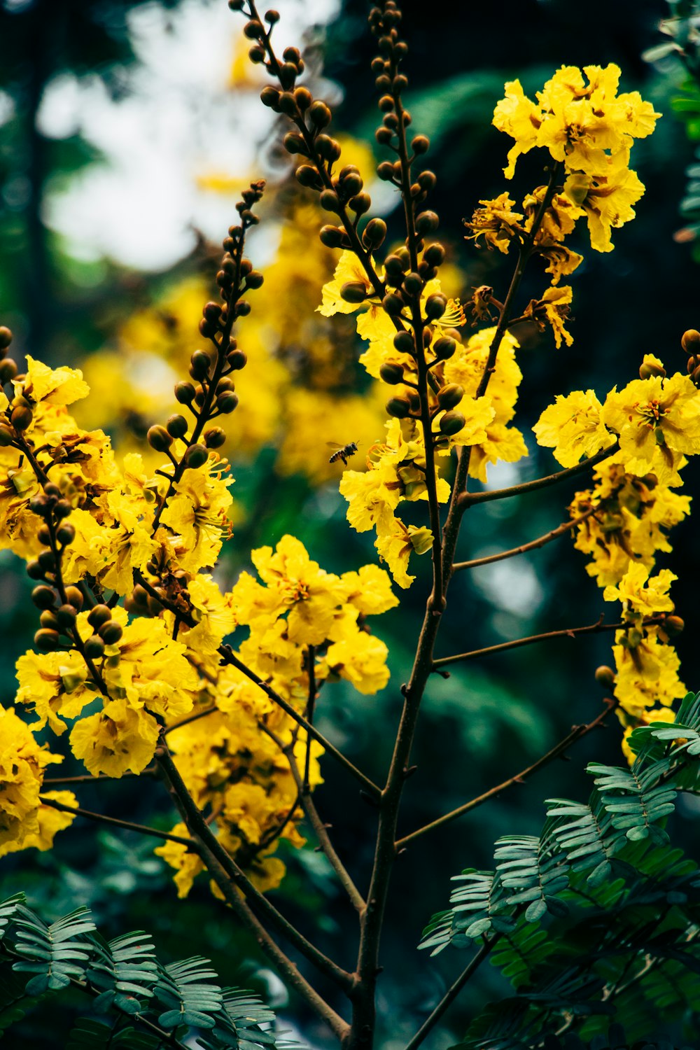 yellow flowers on brown tree branch during daytime