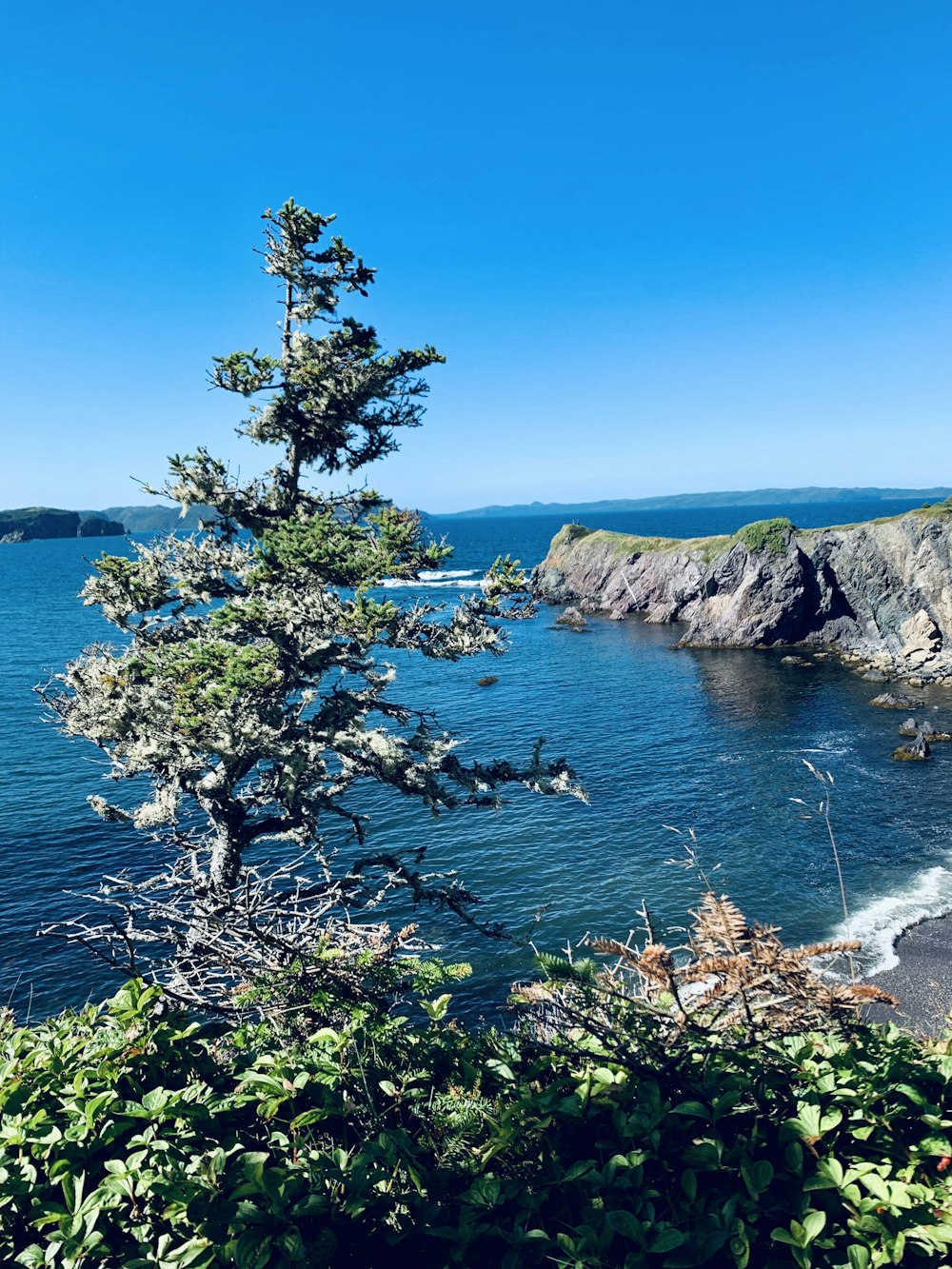 green trees on brown rocky mountain beside blue sea under blue sky during daytime