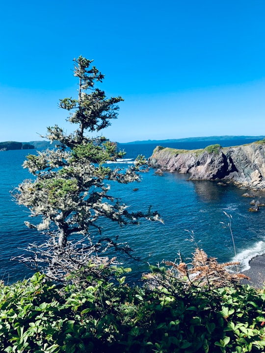 green trees on brown rocky mountain beside blue sea under blue sky during daytime in Chance Cove Canada