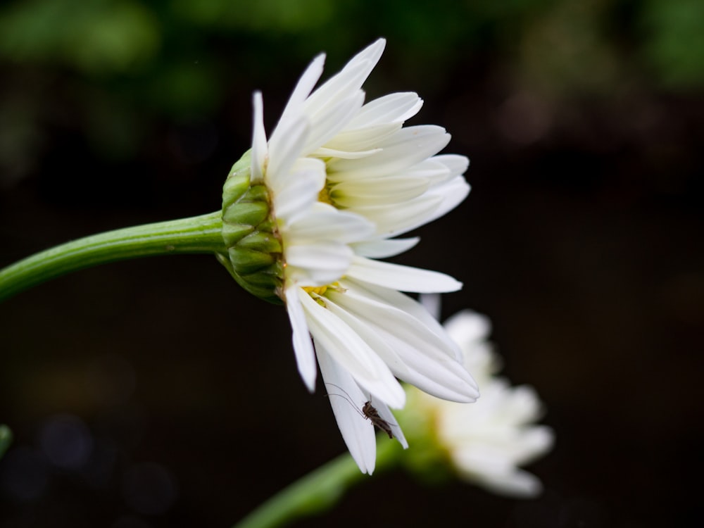 white and yellow flower in tilt shift lens