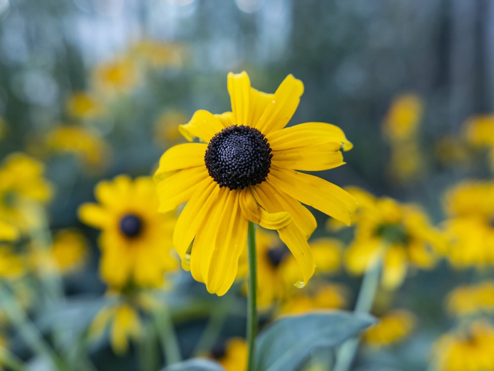 yellow flower in tilt shift lens