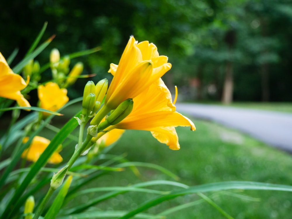 yellow flower in tilt shift lens