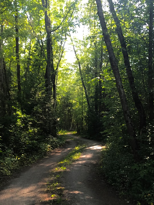 gray concrete road in between green trees during daytime in 18 Response St Canada