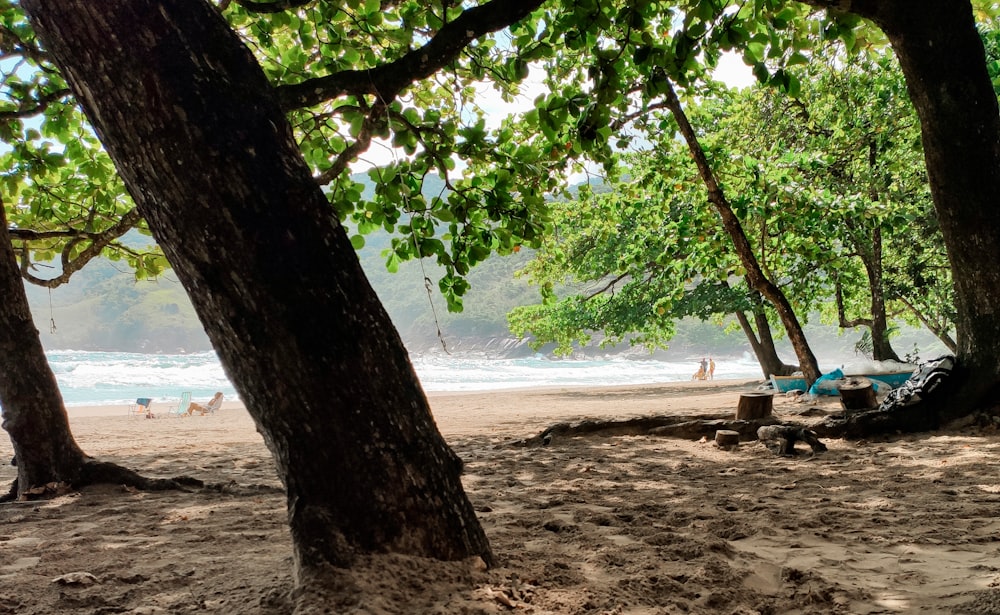 árvore verde na costa da praia durante o dia