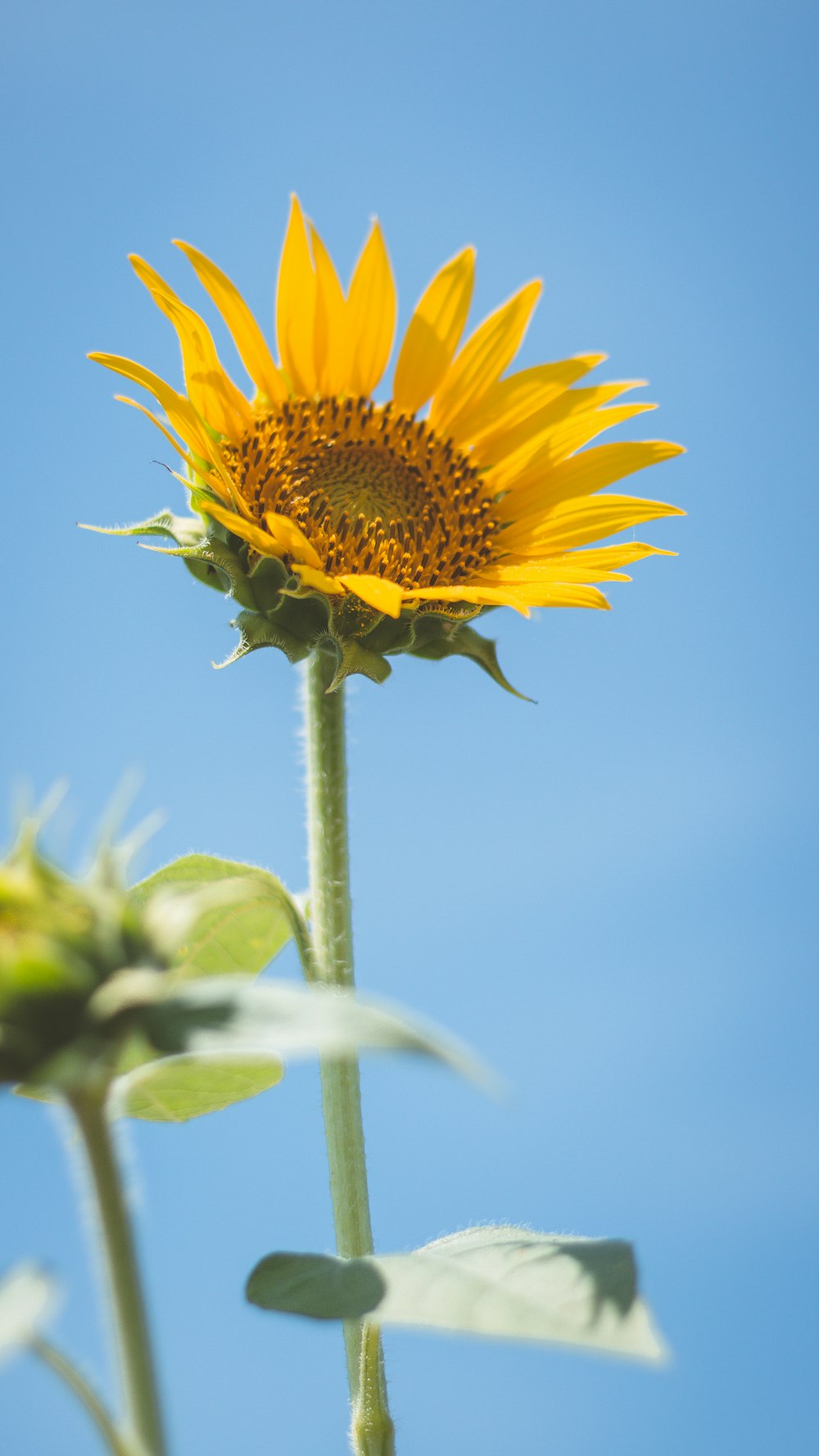 yellow sunflower in bloom during daytime