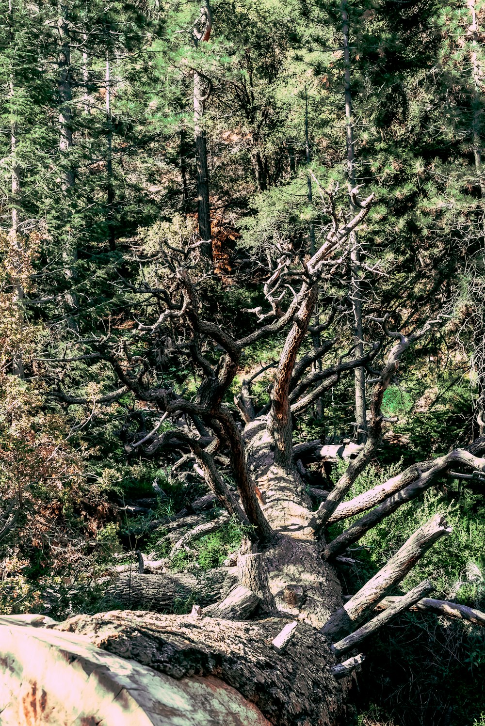 green and brown trees during daytime