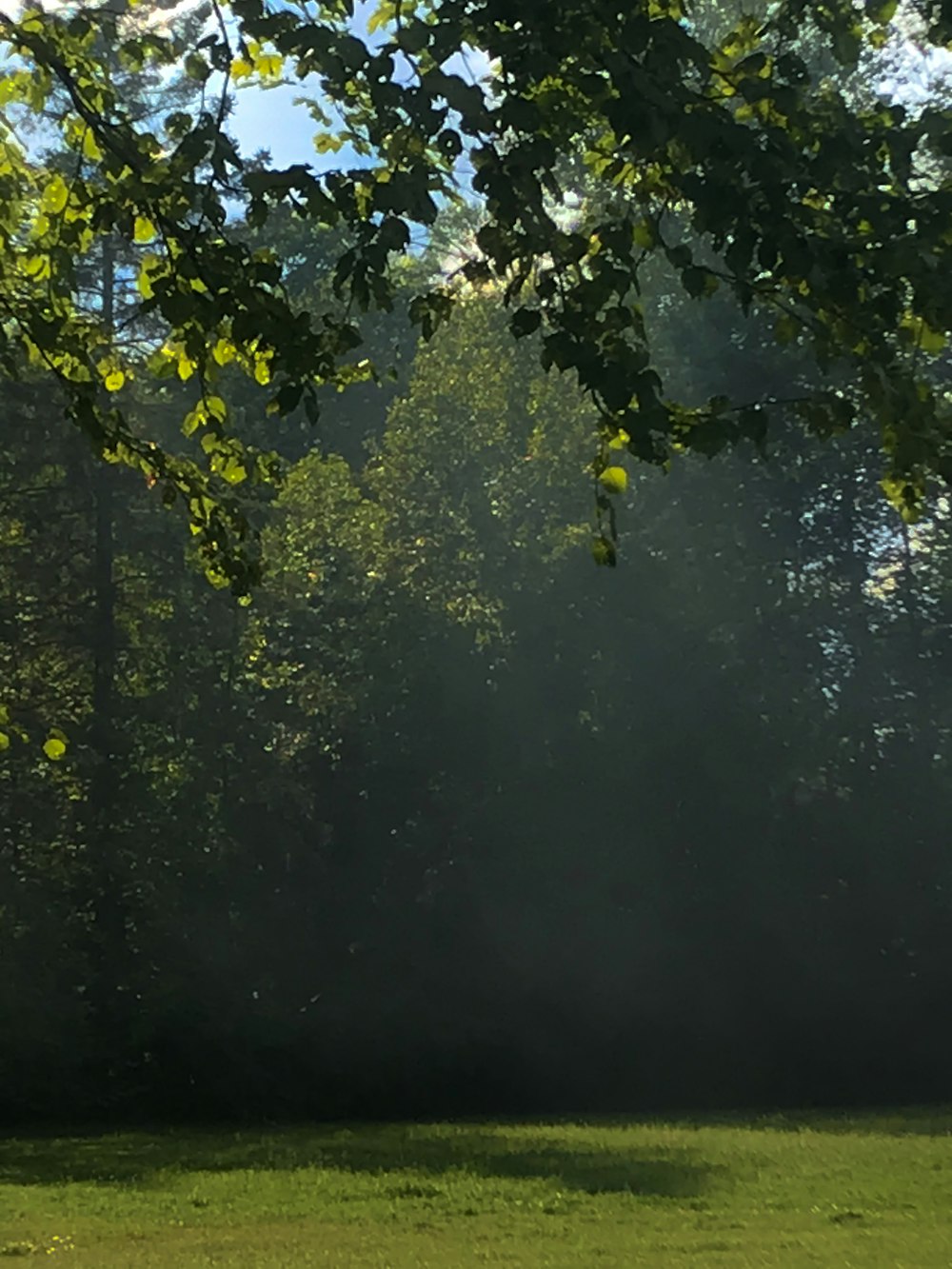 green leaves on body of water during daytime