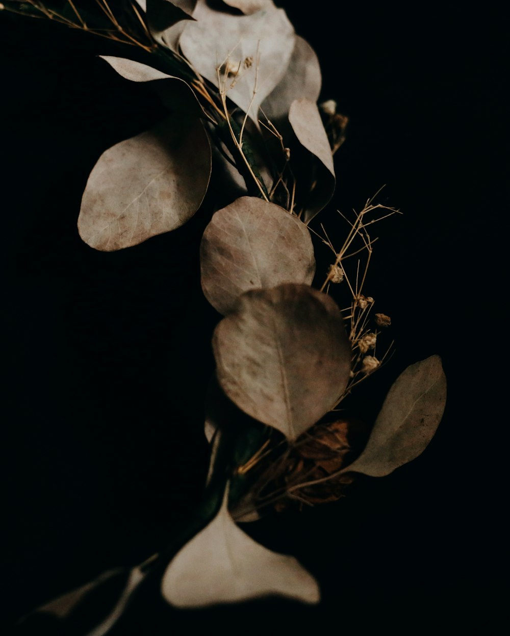 white flower in black background