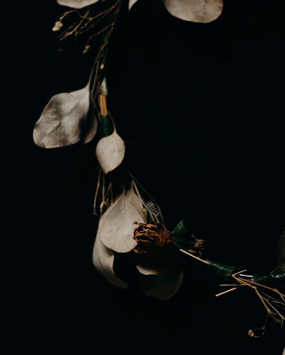 white and black flower with green leaves