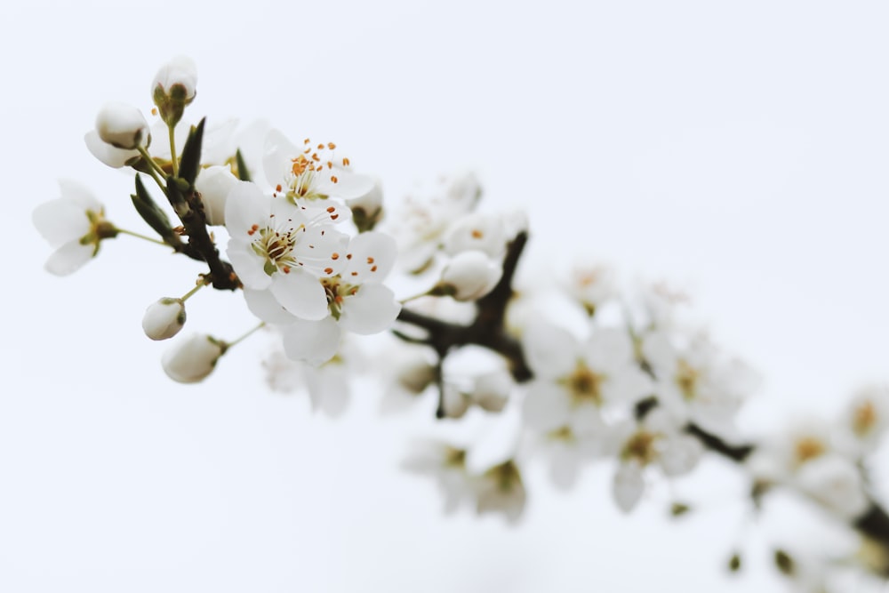 white cherry blossom in close up photography