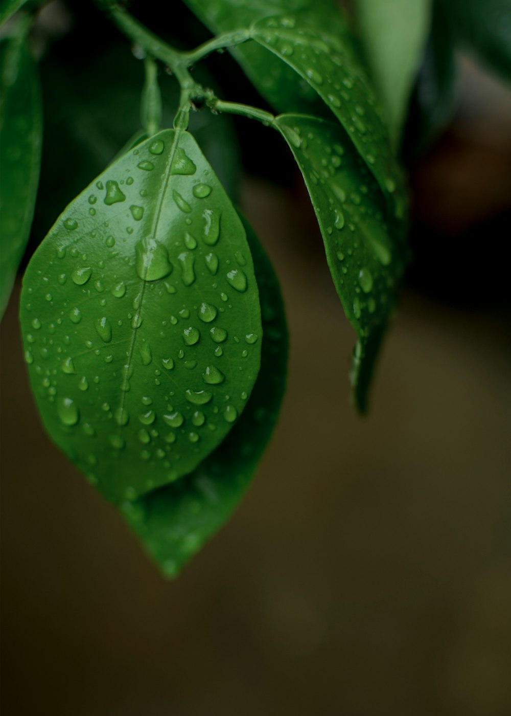 water droplets on green leaf