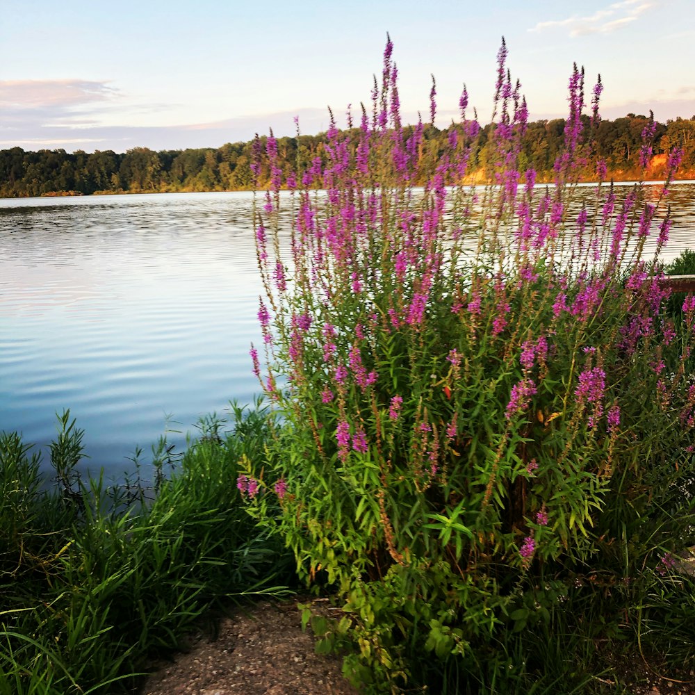 purple flowers near body of water during daytime