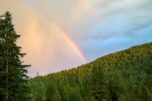 A serene sunrise over a forest with a subtle rainbow arching above, symbolizing hope and unity.