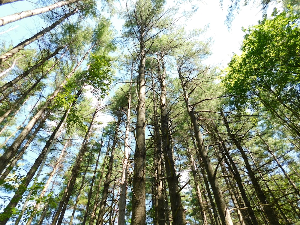 low angle photography of green trees during daytime