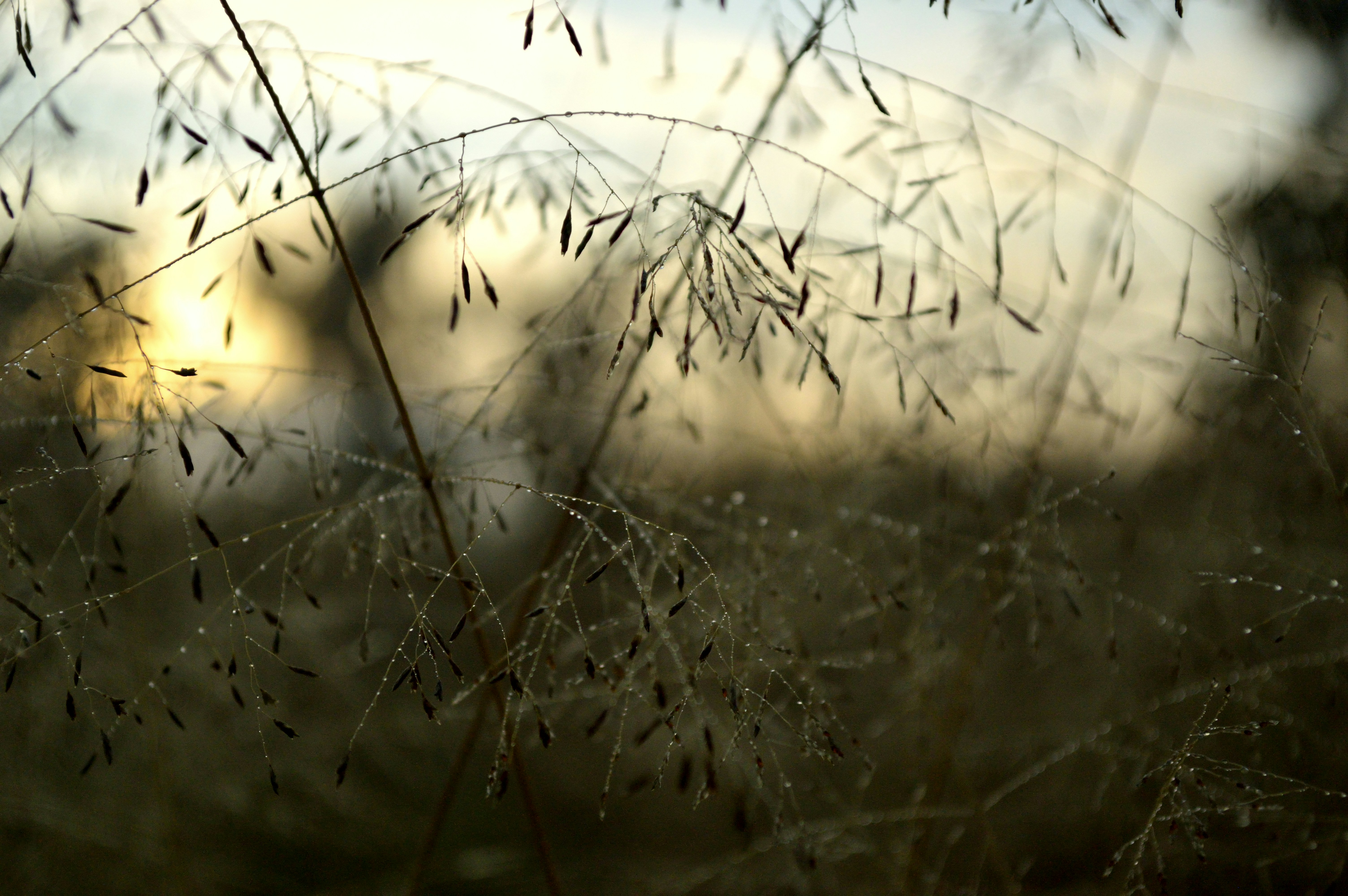 brown plant with water droplets