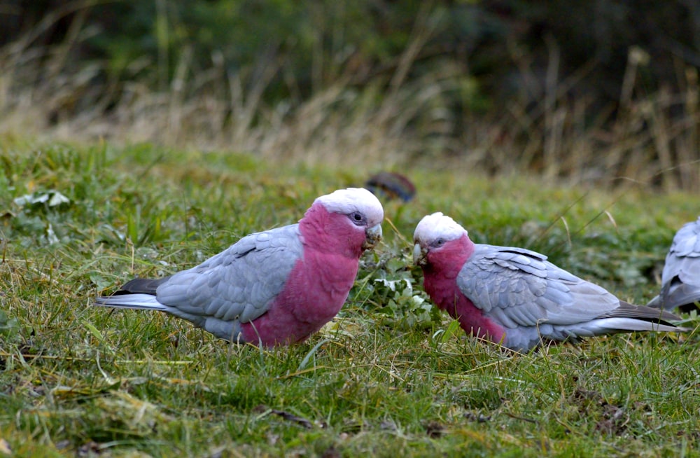 2 white and red birds on green grass during daytime