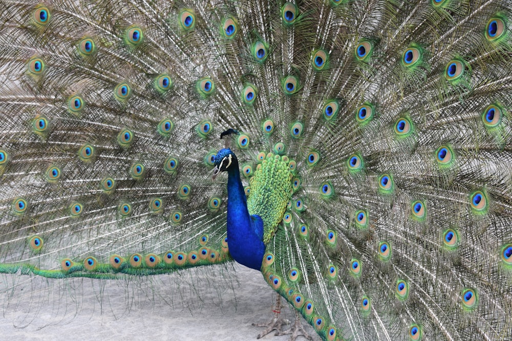 blue green and brown peacock