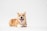 brown and white corgi puppy
