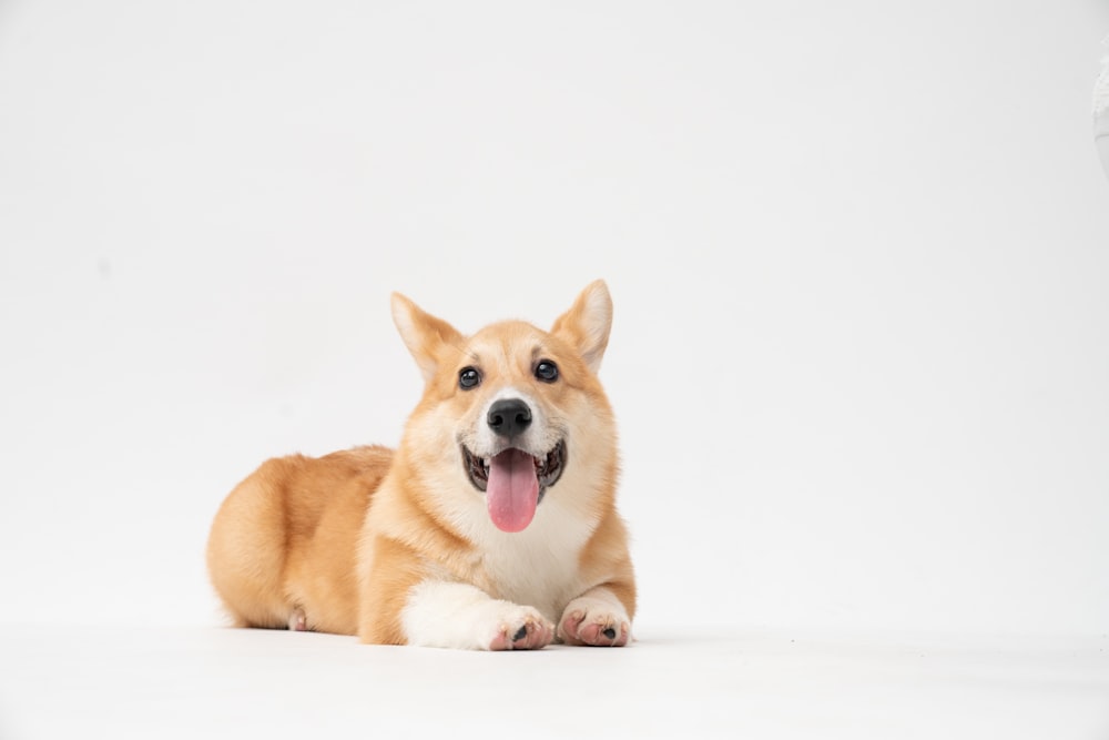 Chiot Corgi brun et blanc