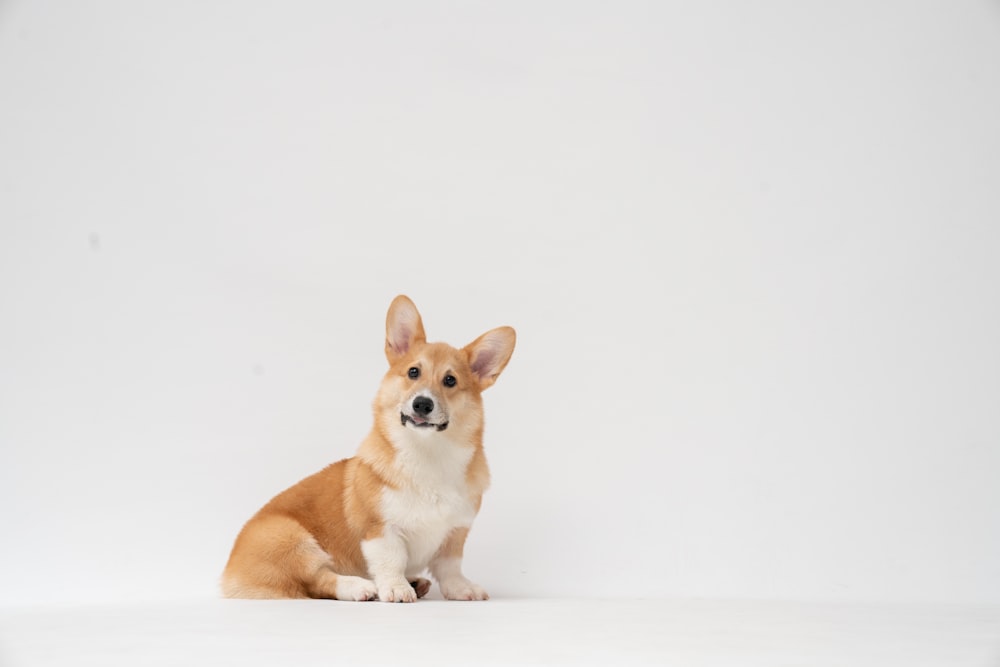 brown and white corgi puppy