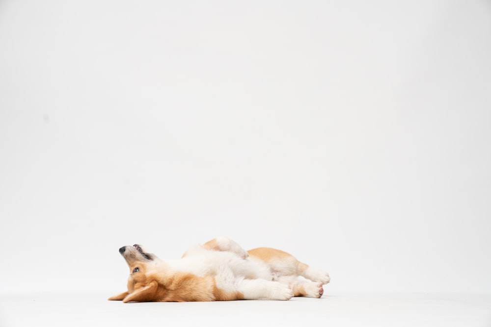 white short coated dog lying on white textile