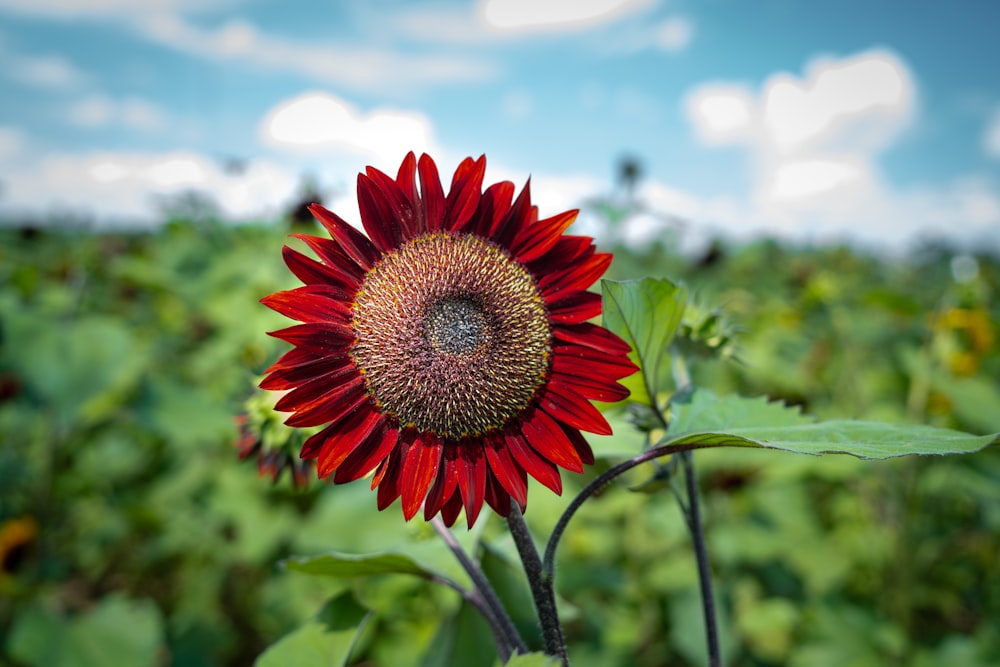 red and yellow flower in bloom during daytime