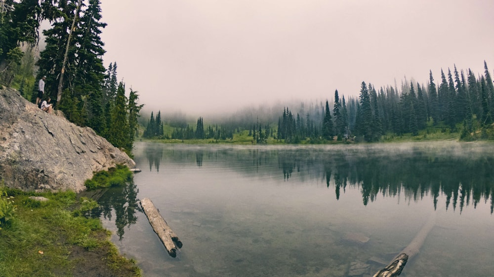 green trees beside lake under white sky during daytime