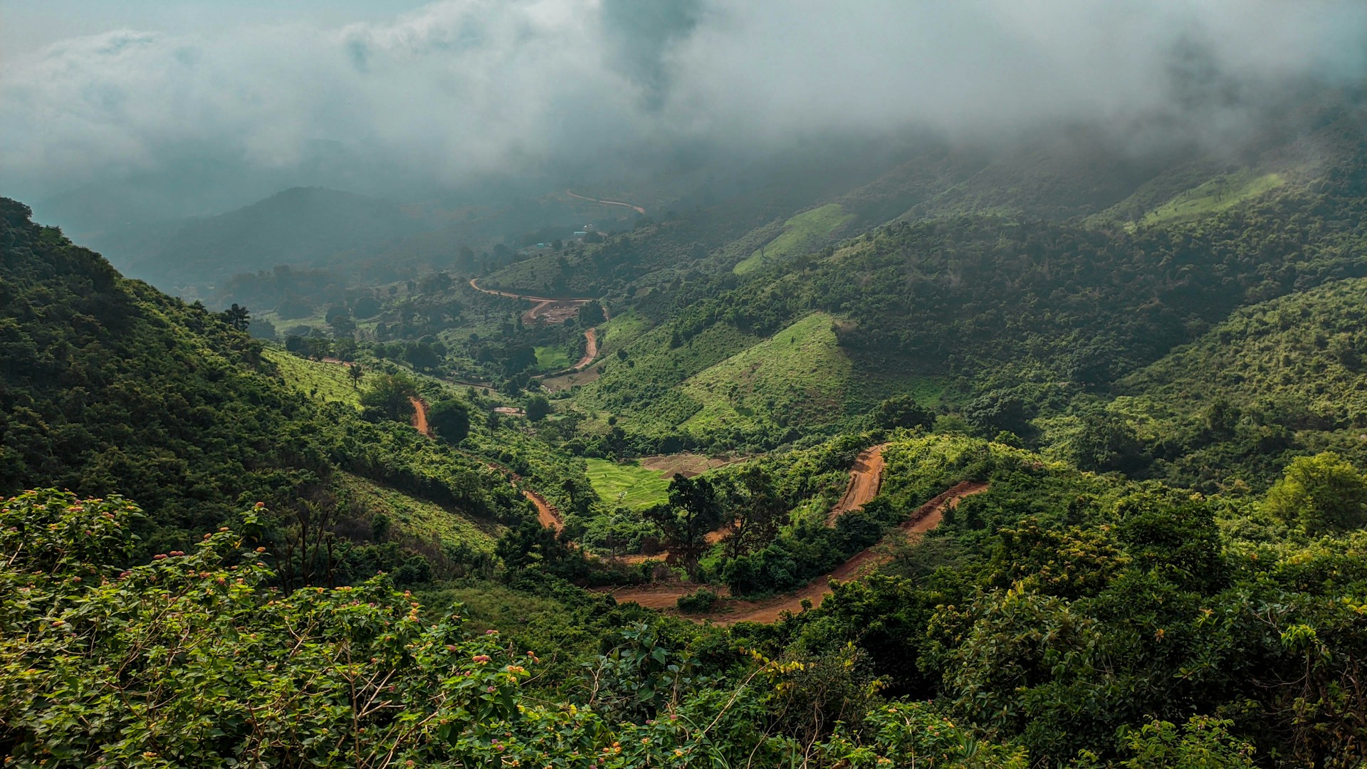 green trees on mountain during daytime