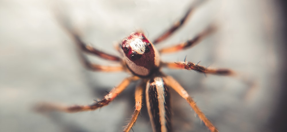 brown and black spider on web in close up photography