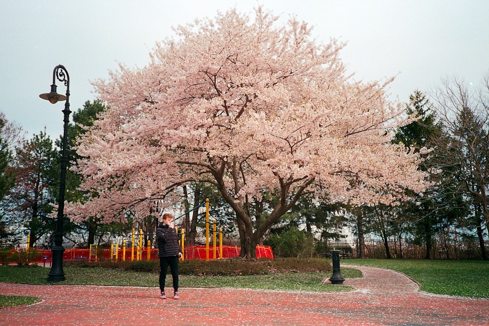 people standing on brown field surrounded with pink cherry blossom trees during daytime