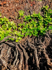 Lush green leaves emerge vibrantly against a backdrop of dry, twisted roots and rich soil. The contrast between the verdant growth and the earthy textures suggests a vibrant cycle of life amidst harsh conditions.