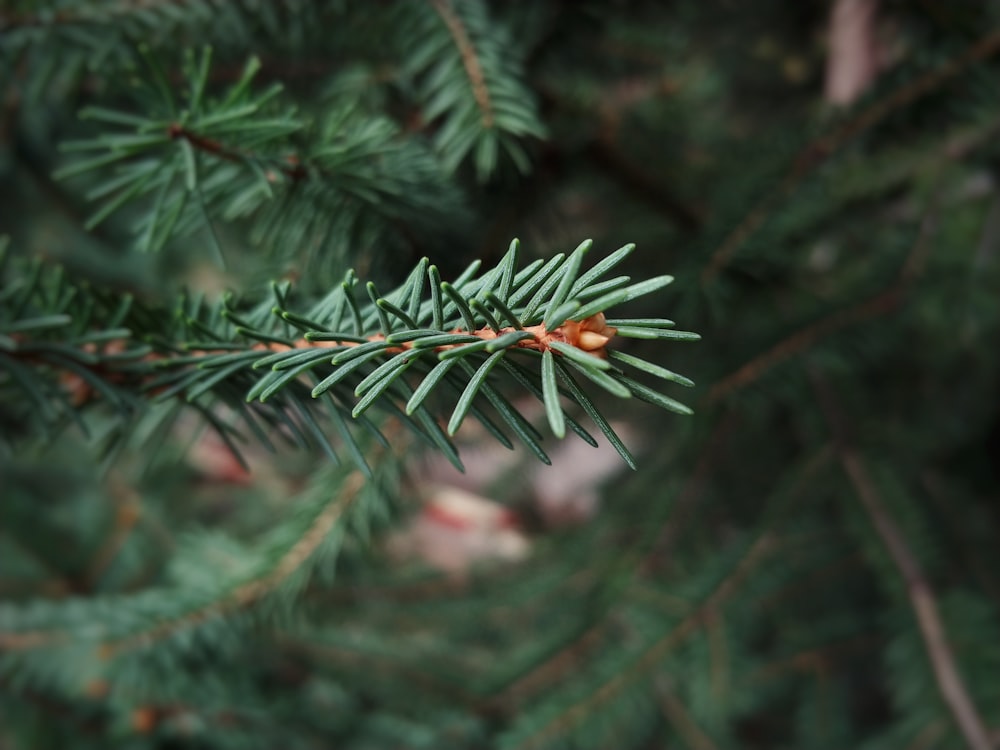 green pine tree with snow