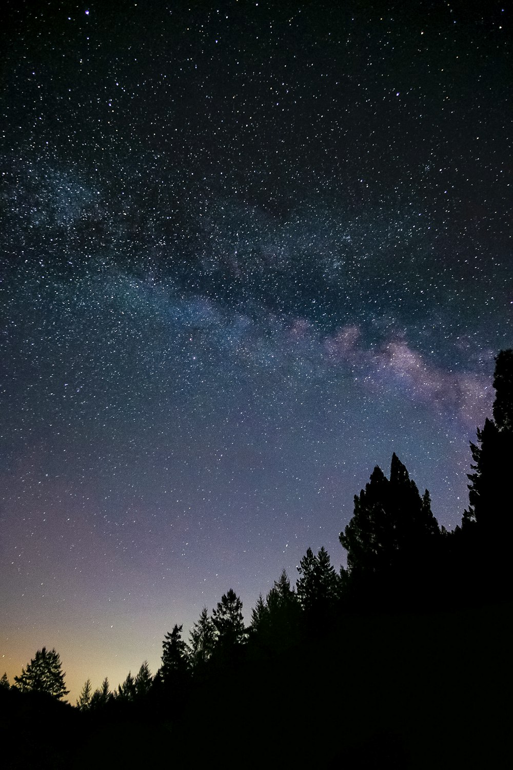 silhueta de árvores sob o céu azul com estrelas durante a noite