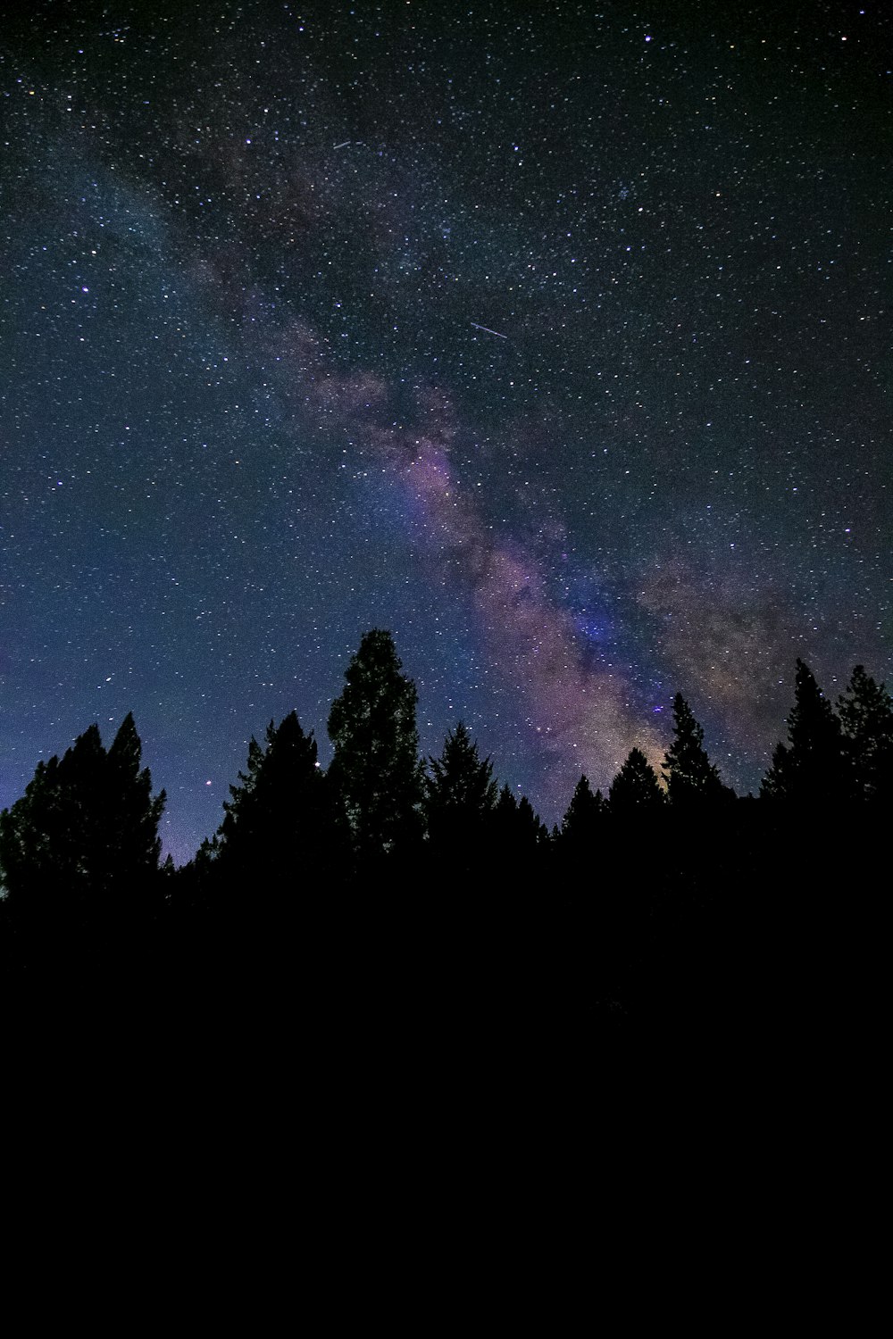 Silhouette von Bäumen unter blauem Himmel mit Sternen während der Nacht