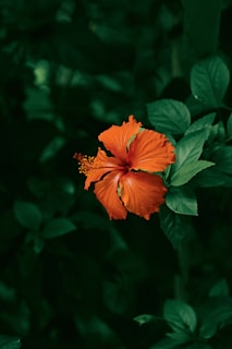 orange flower in tilt shift lens