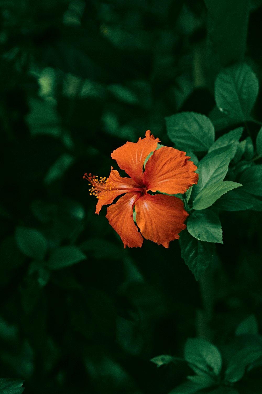 flor alaranjada na lente tilt shift