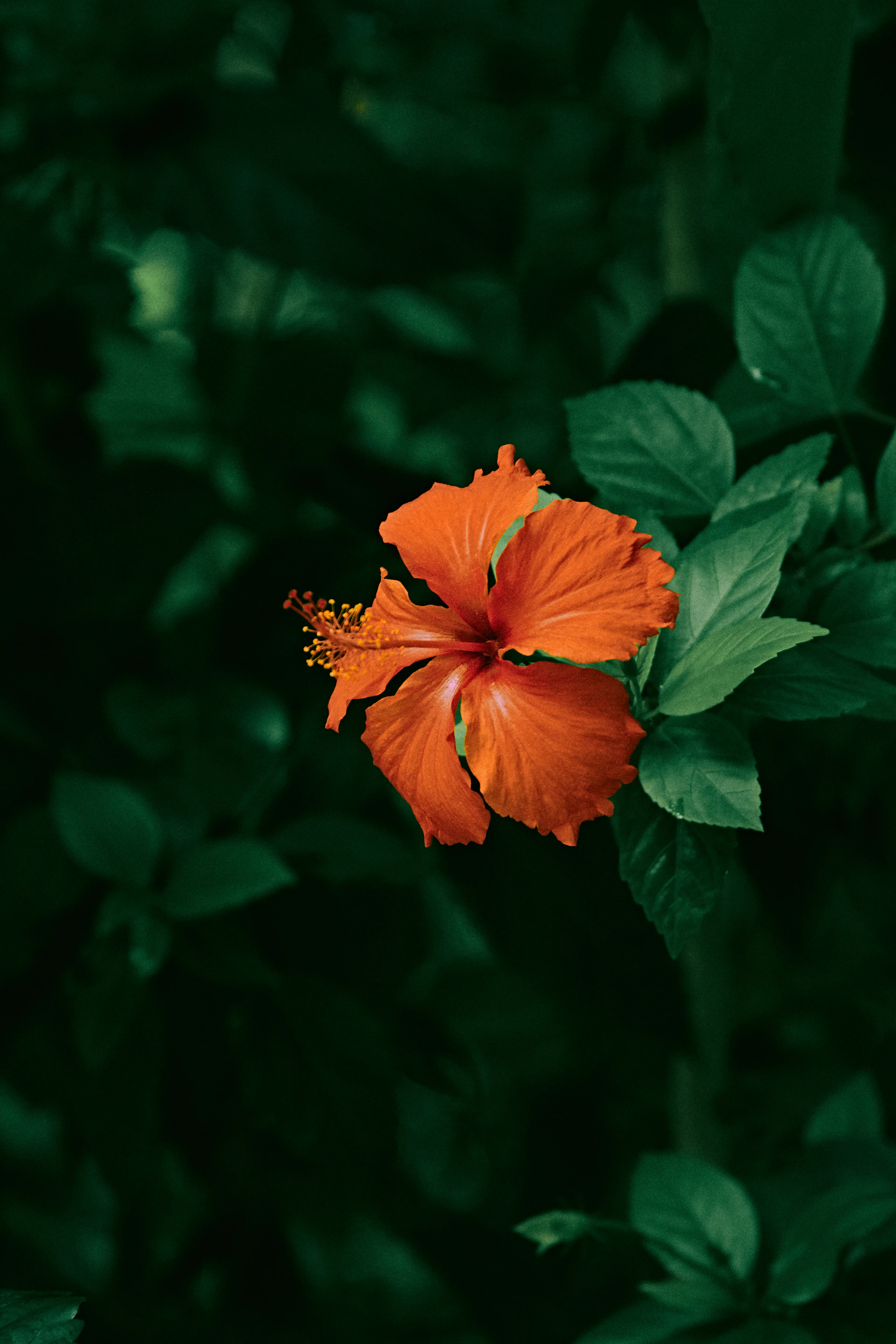 orange flower in tilt shift lens