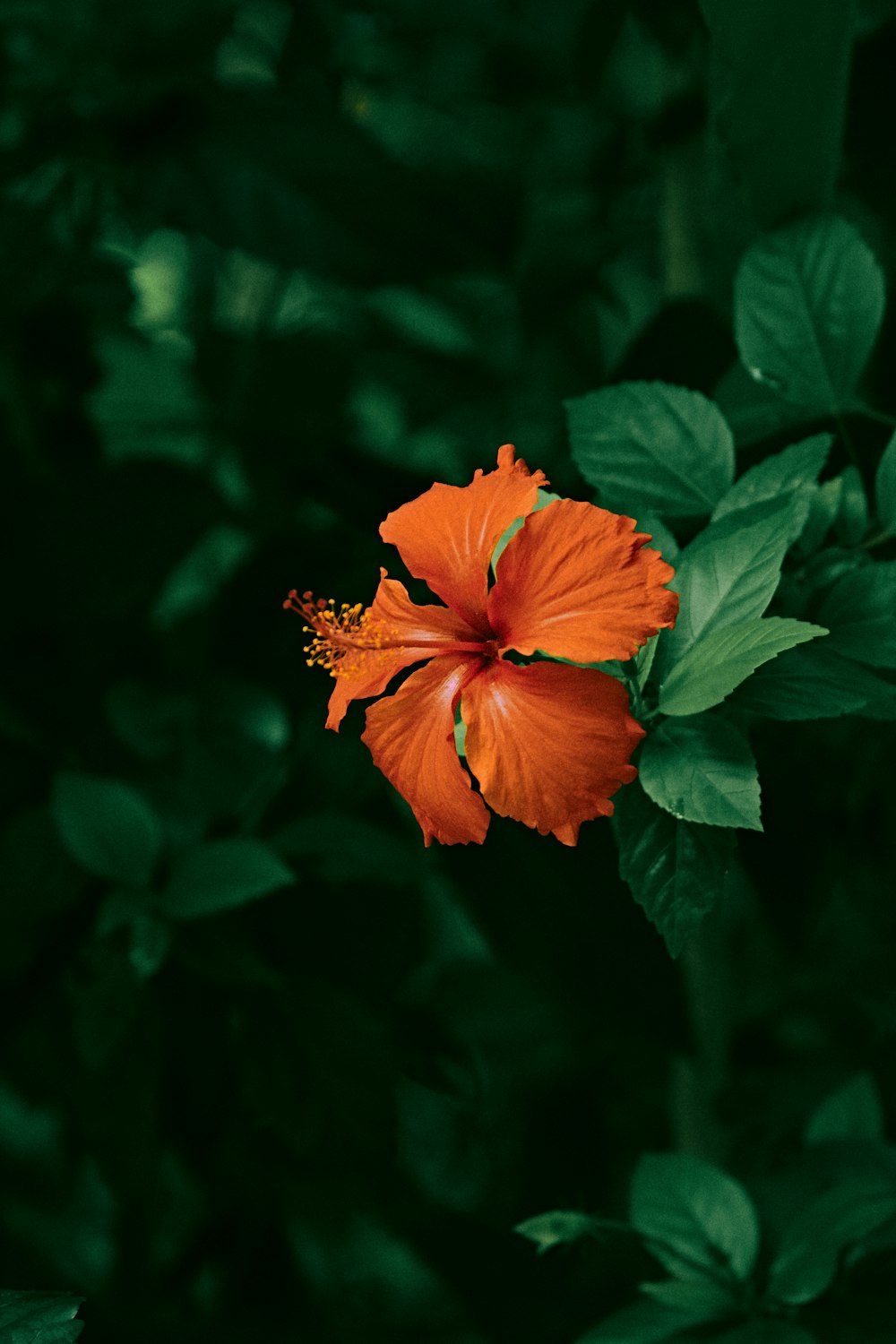 Imágenes de Flores Hawaianas | Descarga imágenes gratuitas en Unsplash