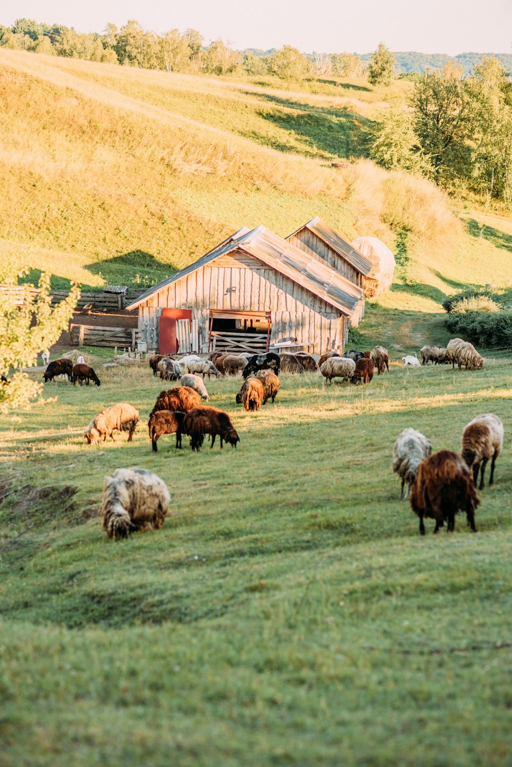 herd of sheep on green grass field during daytime