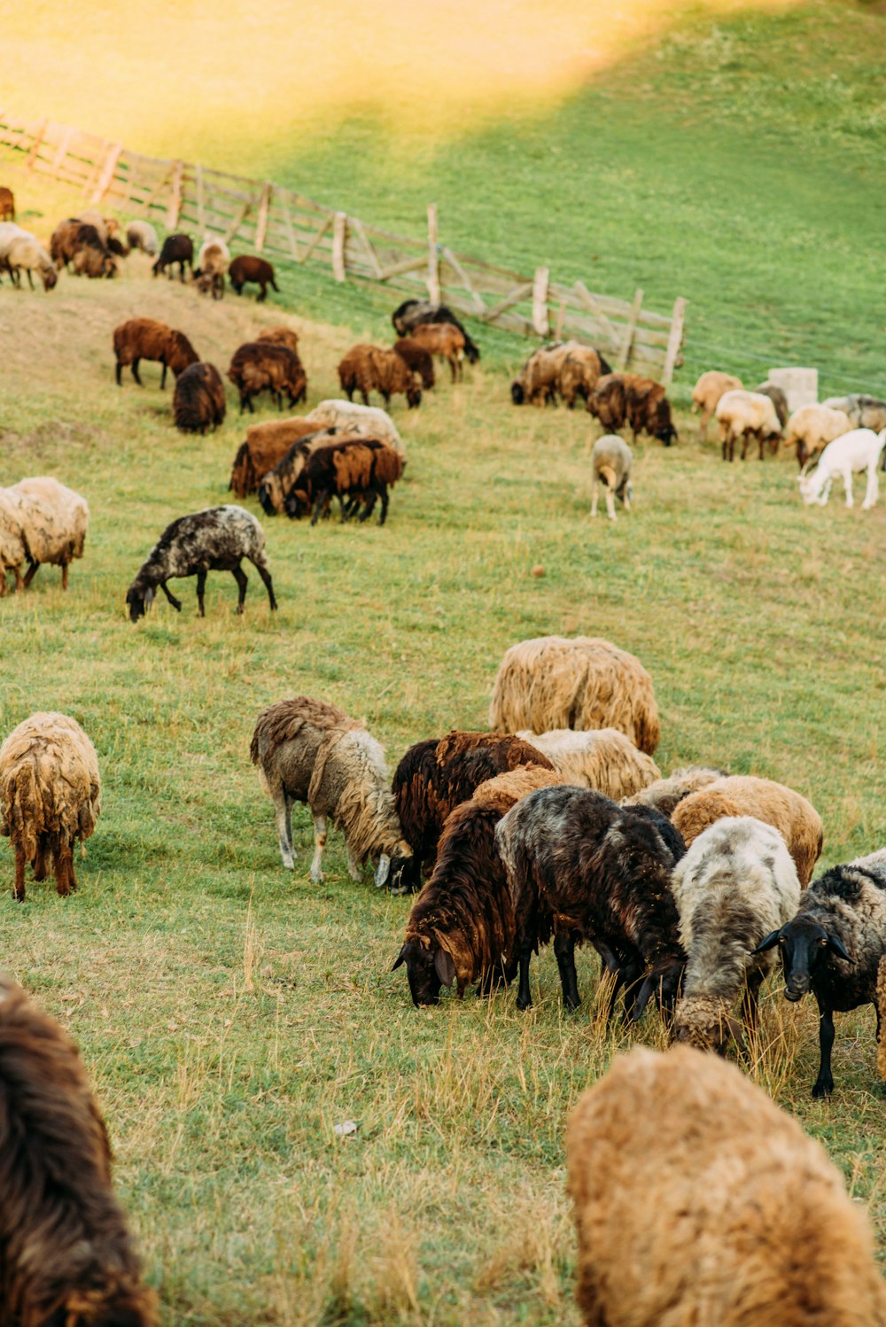 herd of sheep on green grass field during daytime