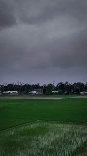 A vast green paddy field stretches across the foreground, with small seedlings planted uniformly. In the background, there is a line of tall palm trees and some rural houses partially obscured by the dark, overcast sky. The dense, grey clouds suggest an impending storm or rain.