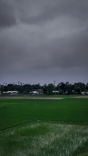 A vast green paddy field stretches across the foreground, with small seedlings planted uniformly. In the background, there is a line of tall palm trees and some rural houses partially obscured by the dark, overcast sky. The dense, grey clouds suggest an impending storm or rain.