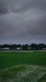 A vast green paddy field stretches across the foreground, with small seedlings planted uniformly. In the background, there is a line of tall palm trees and some rural houses partially obscured by the dark, overcast sky. The dense, grey clouds suggest an impending storm or rain.
