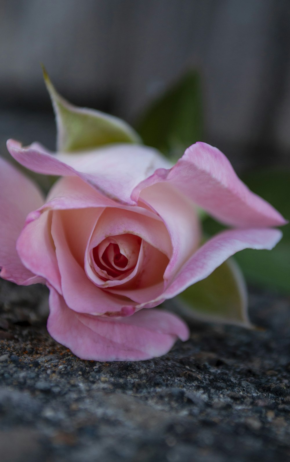 pink rose on brown wooden surface